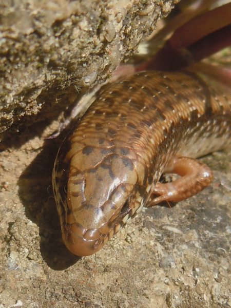 ..gongili ocellati dalla Gallura